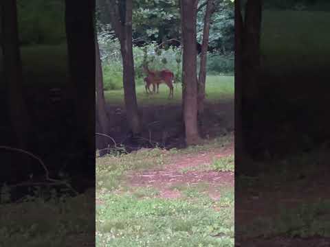 Bambi ❤️🦌 #deeroftennessee