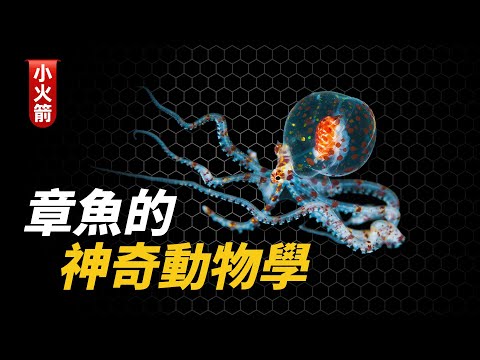 章魚的神奇動物學【科普小火箭】