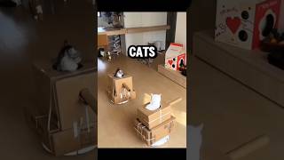 ADORABLE CATS! You won't believe what they do! (2024) #cats #catshorts #animals