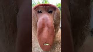 Big Nose, Big Personality! Meet the Proboscis Monkey! 👃🐒 #viralvideo #animals #amazingfacts
