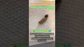 🐛🙃Chrysalis | update on Painted Lady Butterfly kit | #shorts | #butterfly | #diyscience