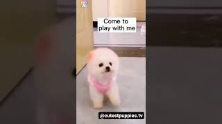 Aww Cute Dog #awwcuteanimals #awwcute #dogs #animals #Playwithdog #shorts