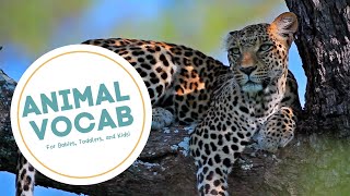 LET'S LEARN ABOUT ANIMALS | Slow Paced | Learning Vocabulary | Show for Babies, Toddlers, and Kids