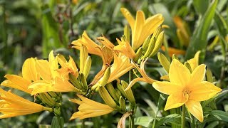 佐渡市の花　大野亀のトビシマカンゾウ大群落20240601@どこでも空撮ドロエモン　SADO　OONOGAME　FUTATSYGAME  TOBISHIMAKANZOU