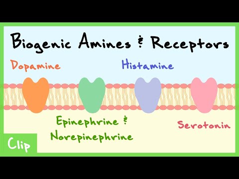 Biogenic Amines Transmitter System Explained (Catecholamines, Serotonin, Histamine) | Clip