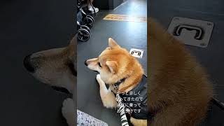 介助犬留奈、久しぶりにバスの仕事 #shorts