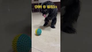 형아가 공 던져줘! 나는 귀찮거든 ㅋㅋ