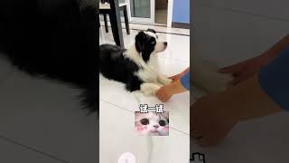 你这样显得我很笨哎？#动物#萌宠#宠物#animals#cute#funny#pets