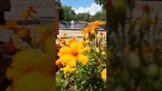 Літо в Карпатах live.#закарпаття #україна #flowers #подорож #відпочинок #спокій #природа #гори #топ