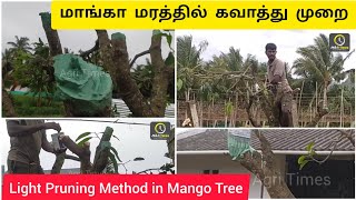 Pruning Method in Mango Tree