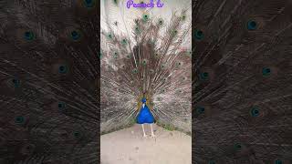 #peacockdance #shortvideo #peacocktv #colourfulpeacock