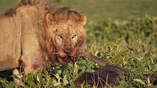 Ndutu South Serengeti the Circle of Life
