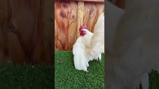 Happy Wednesday! #serama #bantam #rooster