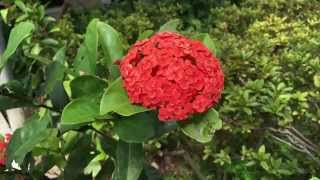 iPhone 6s 4K Recording Test - Keelung Chung Cheng Park