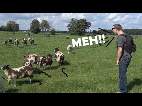 Burping At Animals Compilation / Best Reactions