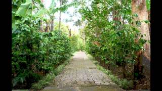 Café Britt Coffee Tour