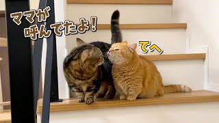 ママの代わりに兄猫を呼びに行ってくれる弟猫が可愛すぎる！