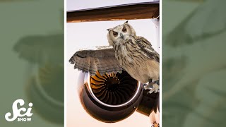 Now, we can be as quiet as owls #shorts #science #SciShow