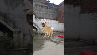 #dogshorts #funnydog #viraldog #🤣😂😂🤣