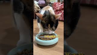 真是好茶的一只猫..#绿茶猫 #猫的迷惑行为 #网易严选鲜蒸猫粮 #网易严选猫粮