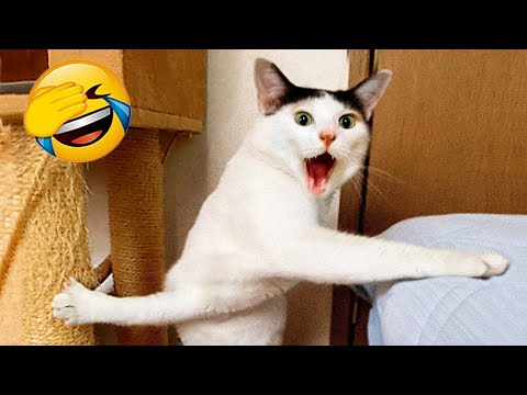 Funny ANIMALS videos 😅🤣  Funniest Cats And Dogs 2025 😹🐶