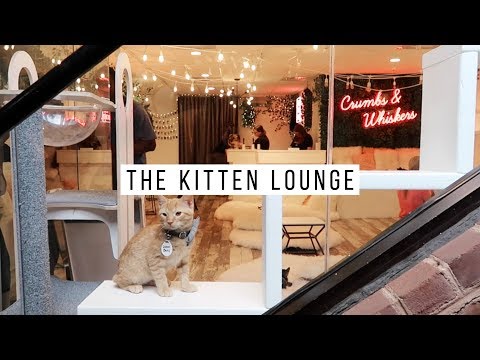 The Kitten Lounge Experience from Crumbs and Whiskers | Danica and Victoria