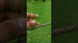 Pinus species(Gymnosperm) #botany #biology #plant #education