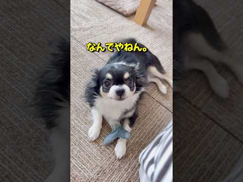 今日もばあちゃんとキレてるチワワ #chihuahua  #dog