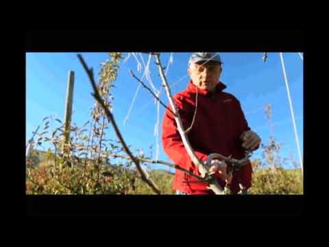 Pear Farm Pruning