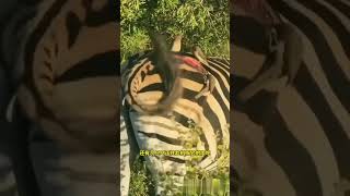 斑马受伤，鸟儿趁机啄它的肉吃！ #野生动物#動物世界 #斑马