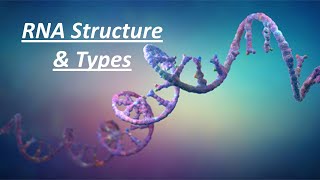 RNA structure, Function and types || Primary Structure of RNA || A Type Of Nucleic Acid