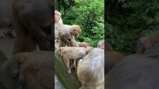 AWW MONKEY | HAPPY WITH MONKEY | MONKEY FUN EVERY DAY