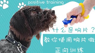 训练狗狗很难？教你使用响片做正向训练（点CC看字幕）
