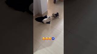 Puppy barking #ytshorts #viralvideo #shorts #shefi and family #trending