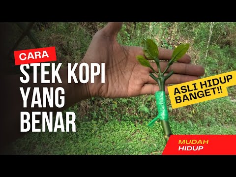Cara stek kopi cepat hidup