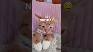 Day in a life of my cat 😤#lazybaby#catmom