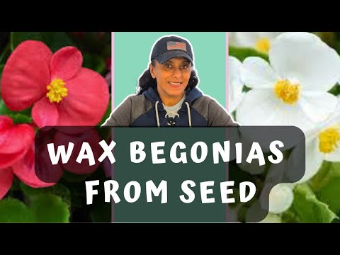 Sowing Wax Begonia Seeds | Easy Begonia Propagation || Budget Gardening