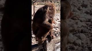 AWW MONKEY | TODAY WINTER IS COLDER | MONKEY FUN EVERY DAY