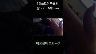 #shorts #쇼츠 #강아지 #뭉자 #푸들 #귀여움 #왕발