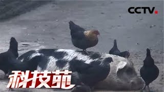 《科技苑》 20180308 猪鸡搭伴 险中生财 | CCTV农业