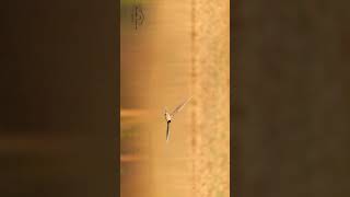 ✨ River Tern in Golden Light – A Moment of Stillness