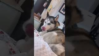 Dogs are afraid of their mums.#dog#funny#funnyanimals#funnypets#animals#pet#longervideos