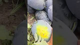 #watermelon #export #virel #video #fruit #watermelons #farming #exportgoods #bussness #exportproduct
