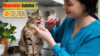 5 Astuces pour une Haleine Fraîche chez Votre Chat 🐱💨