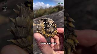 Ball Of Spikes | Armadillo Girdled Lizard 🦎