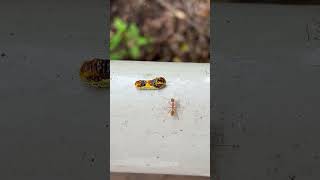 螞蟻考慮發動攻擊？￼結果….. #ant #螞蟻 #攻擊 #蟲蟲 #worms