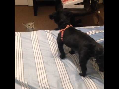 The stare off
