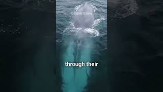 what, how, and when does whale eat. #animalappetite #wildlife #facts #shorts #whale