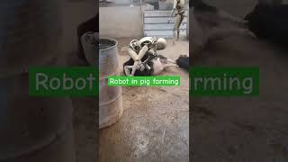 Robot in pig farming ##ytshorts #robot #robort #robotgame