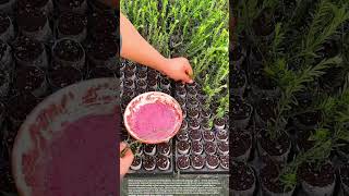 Easy Plant Propagation with Cuttings #smartfarming #gardeningtips #farmingtips